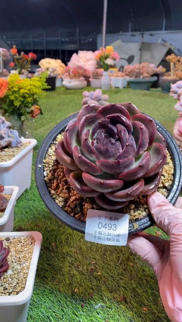 【闪购商品】0493a