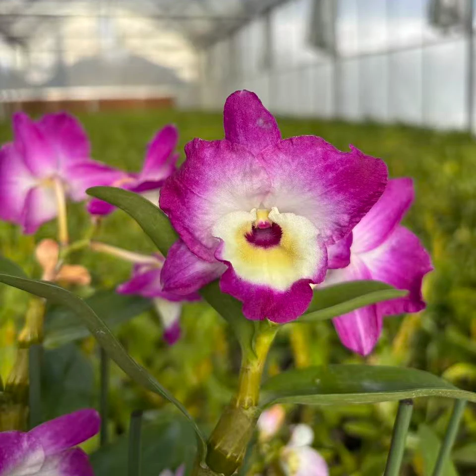 斛森林【精品苗】红富贵红宝石石斛兰 玉柳纤枝 玲珑花姿 绿植臻品
