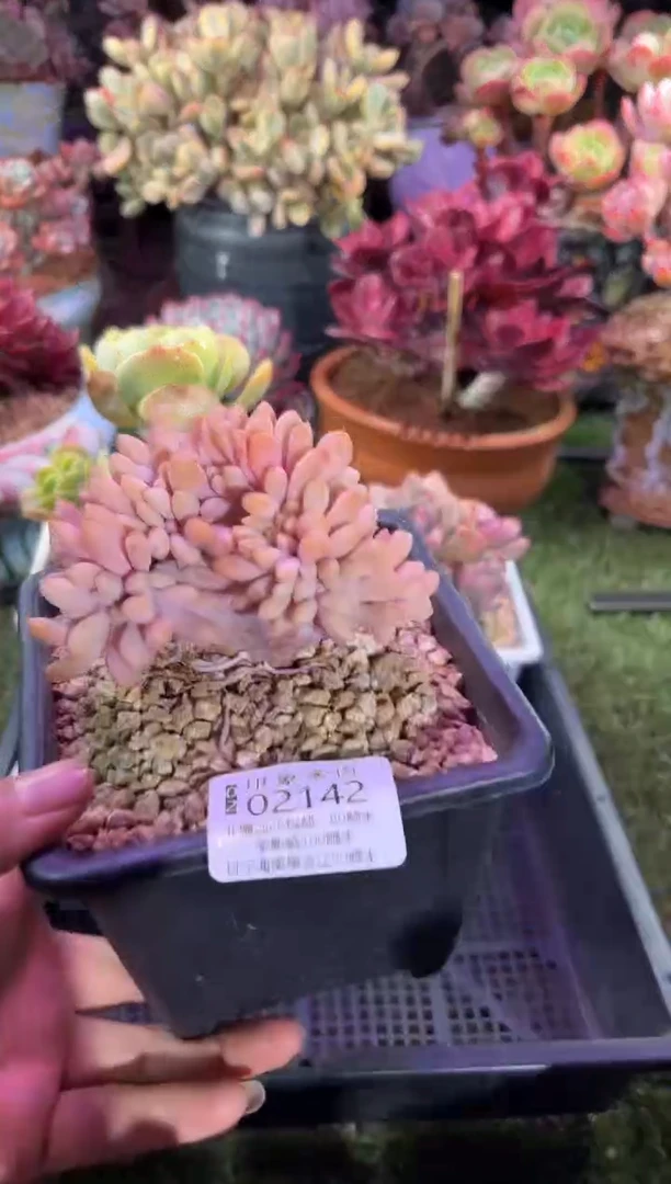 【闪购商品】02142