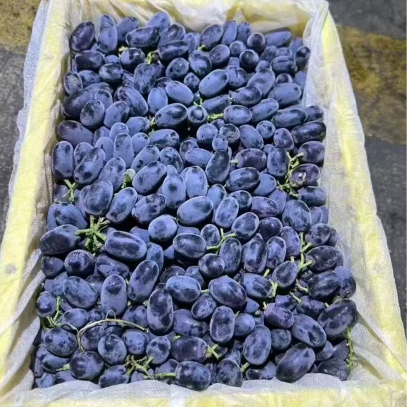 《果虎》空运新疆黑蜂蜜葡萄 新鲜水果顺丰包邮g新疆维吾尔自治区
