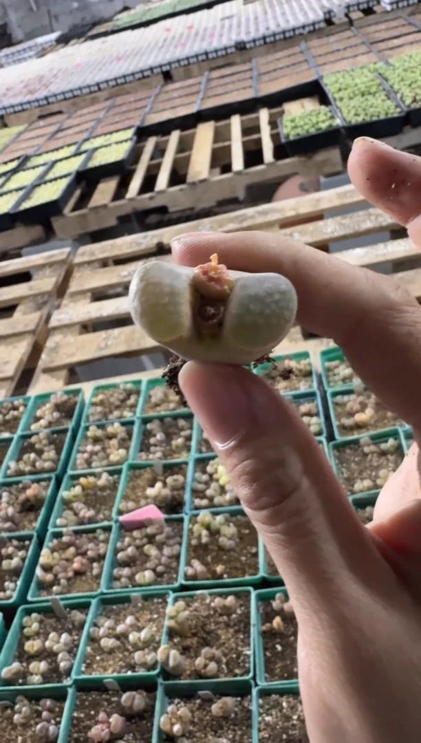 佼258多肉植物肉锥