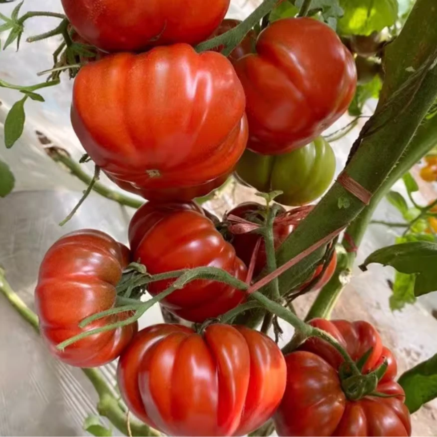 丑八怪柿子种子巨型马蹄番茄种子西红柿种籽四季盆栽阳台牛排番茄