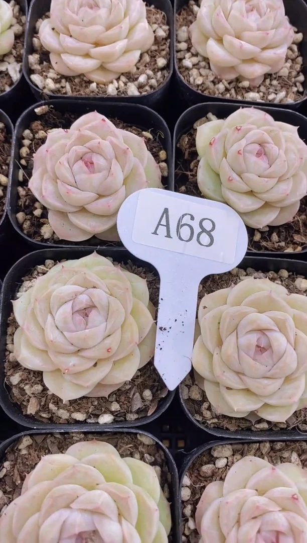 【闪购商品】A68-白蝴蝶（量拍）