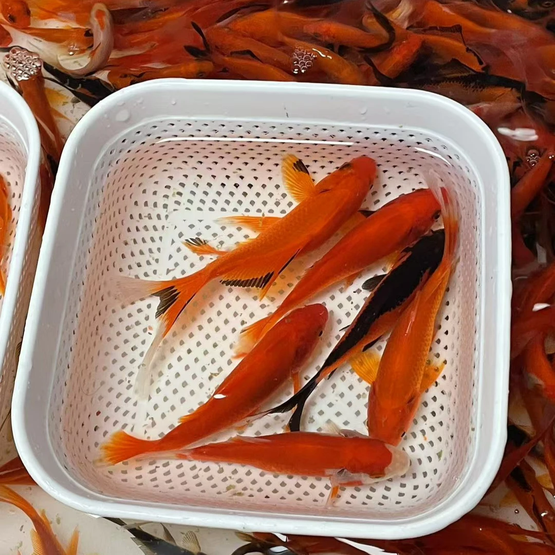 10-15【5条】草金鱼冷水鱼观赏鱼小金鱼