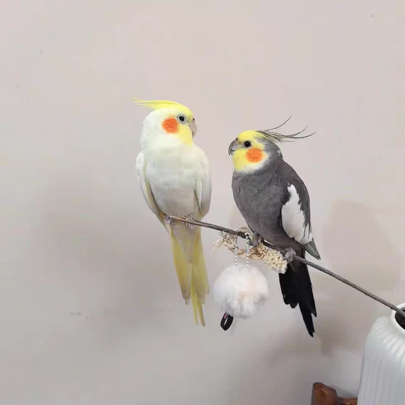 玄凤鹦鹉活体会说话手养黄化珍珠原始灰一对可繁殖鸟活物鹦鹉活鸟