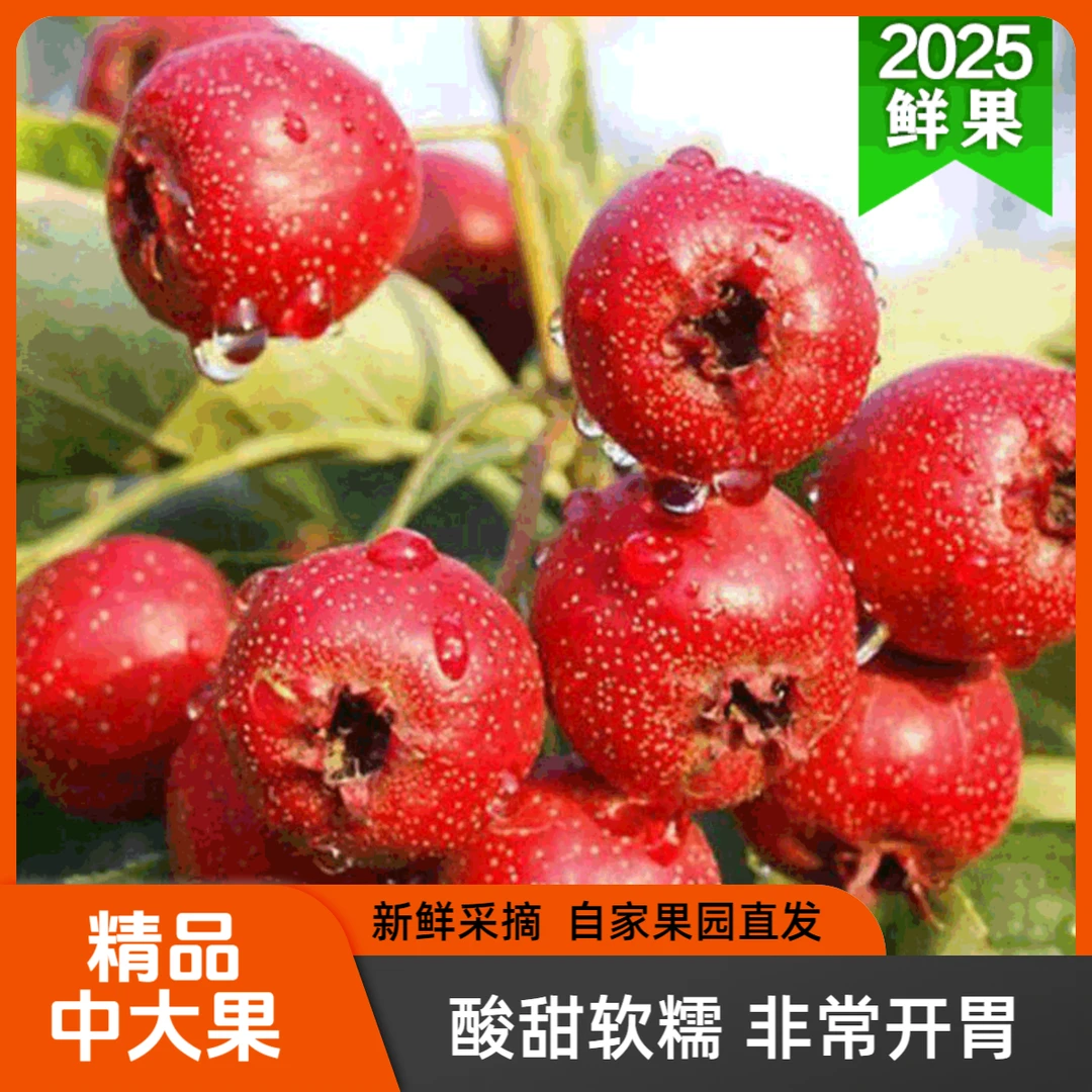2025新鲜采摘大金星山楂水果酸甜可口糖葫芦雪山里红山楂生鲜果
