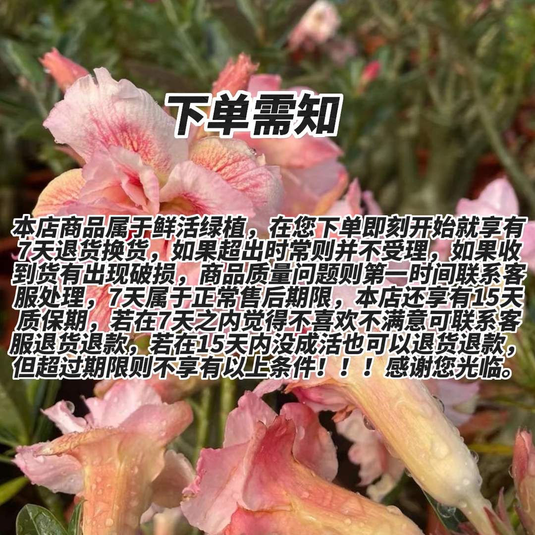 精品盆栽重瓣沙漠玫瑰耐旱增湿室内室外香味四季花卉