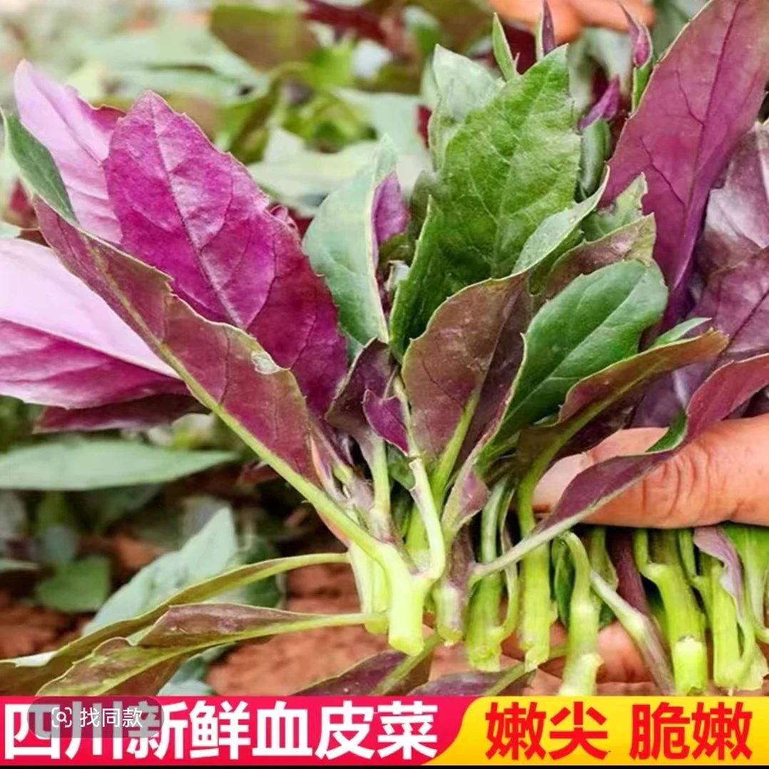 四川自贡血皮菜炒猪肝必备