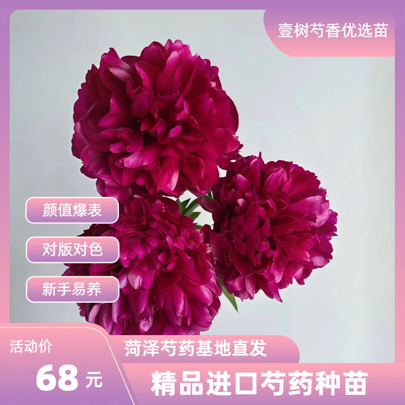 【进口芍药红色雍容】种苗源头直发保对版盆栽庭院阳台花卉办公室