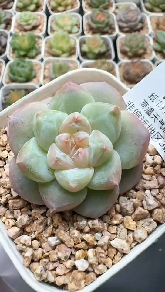 056F云禹多肉植物 默认脱土纸巾打包 3颗包邮