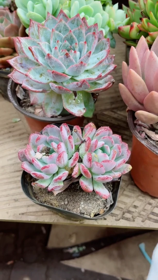 惜*28025多肉植物一物一拍