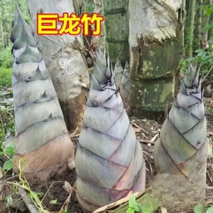 大型巨龙竹楠竹种子食用竹笋种子四季庭院室外种植巨龙竹竹子种子
