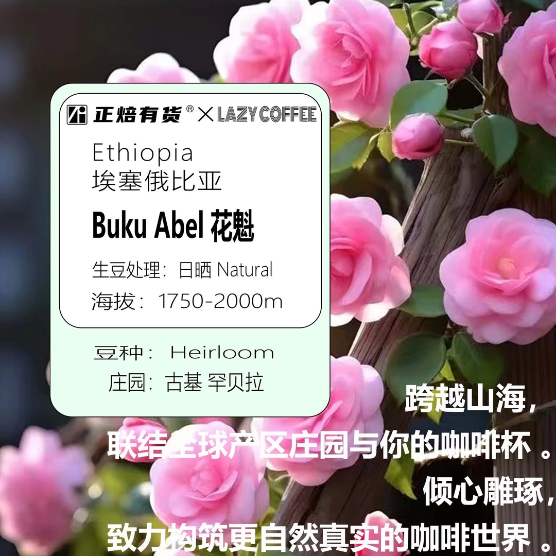 正焙有货单品咖啡豆 花魁BukuAbel 埃塞俄比亚红玫瑰莓果红茶200g