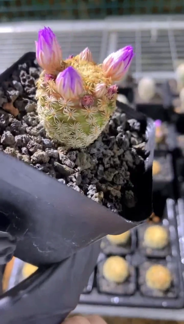 【闪购商品】克氏丸FB-1766