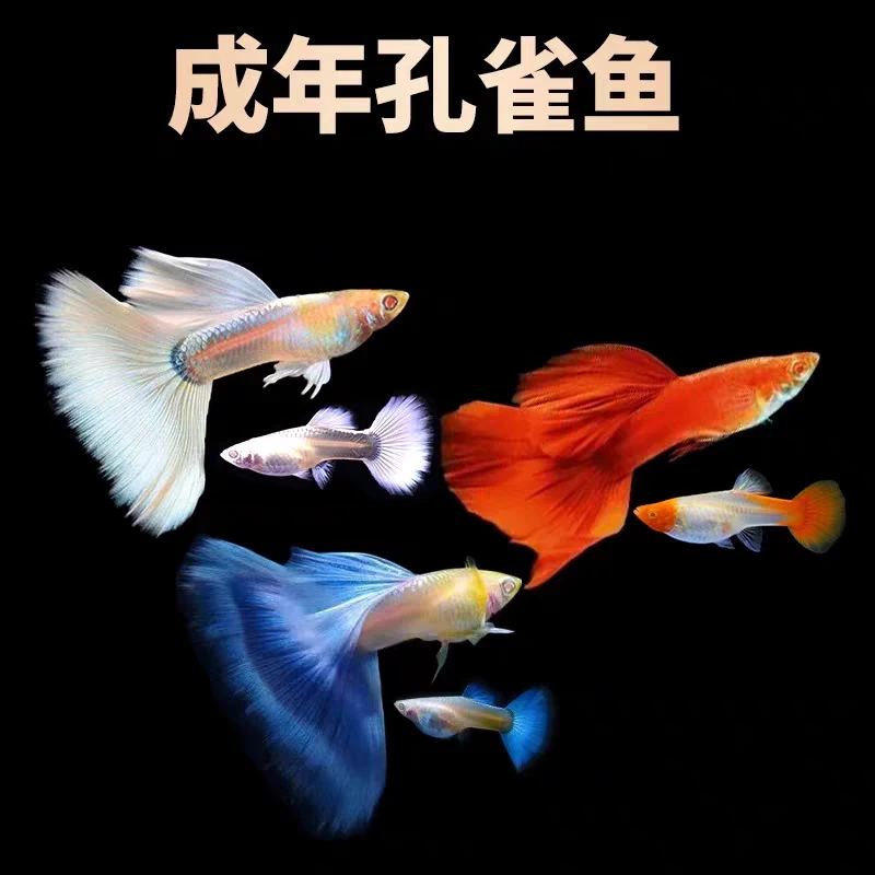 【浅色系全家福】8条+2条备损纯种精品孔雀鱼2-3cm小型热带淡水鱼
