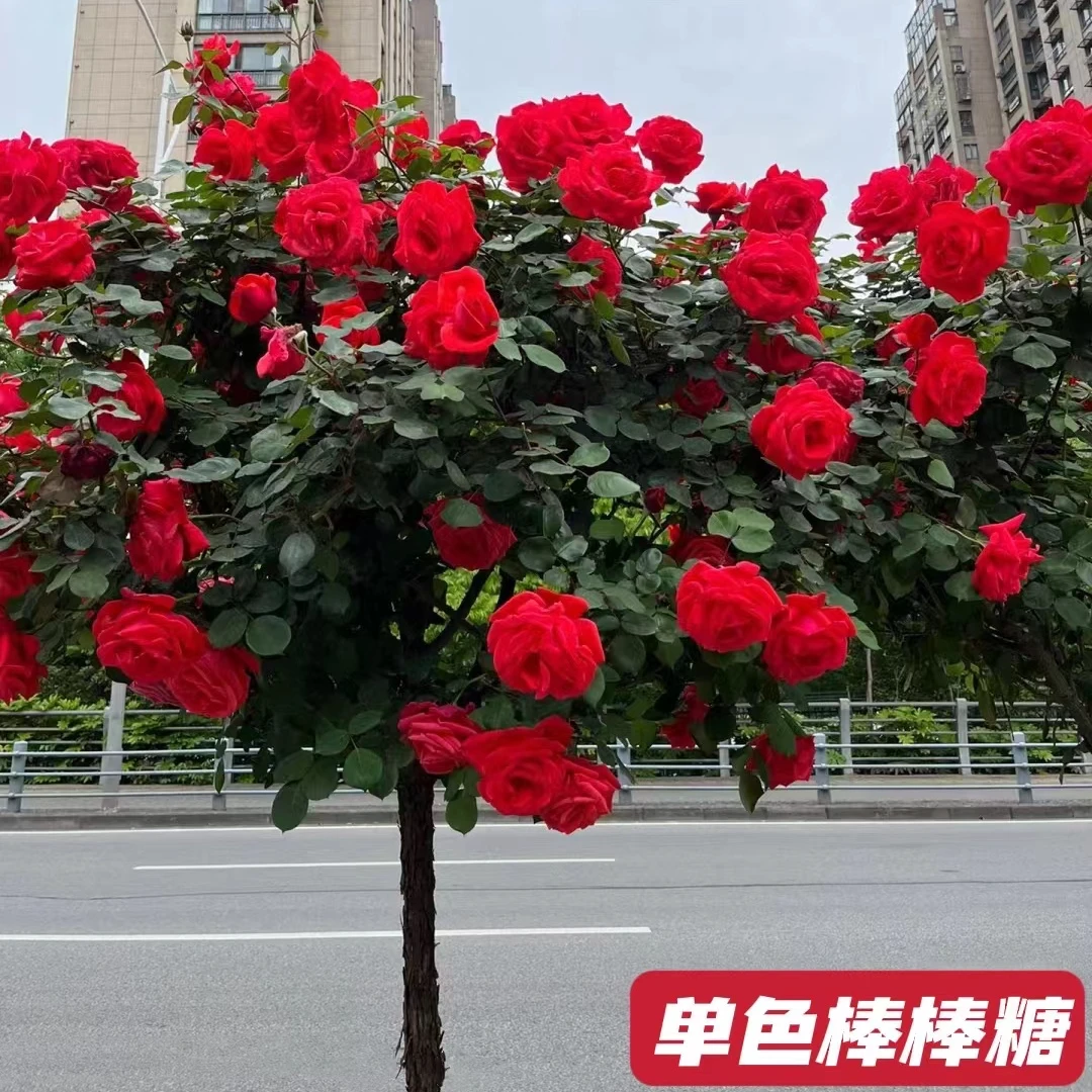 嫁接棒棒糖月季庭院花卉阳台盆栽大花浓香型多季开花