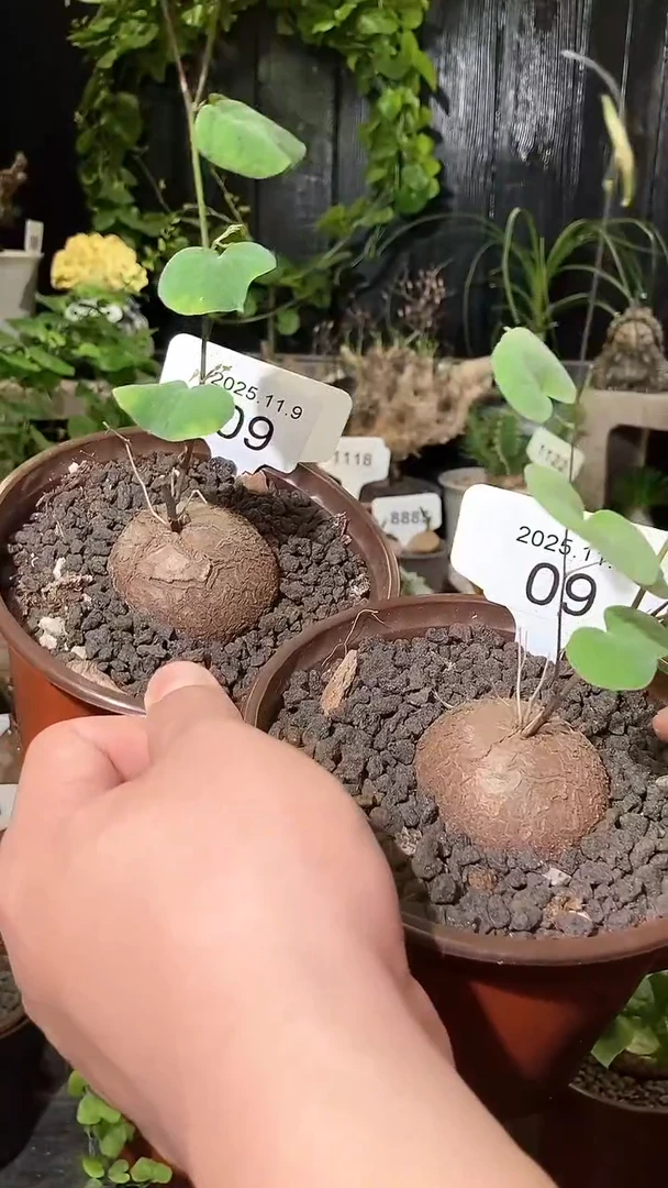 09号1109福利南非龟甲龙买一送一