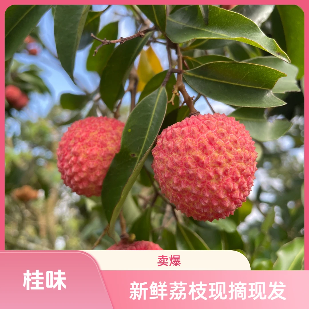 （冷链空运）广东桂味荔枝现摘直发冷链新鲜香甜偏远地区可拍