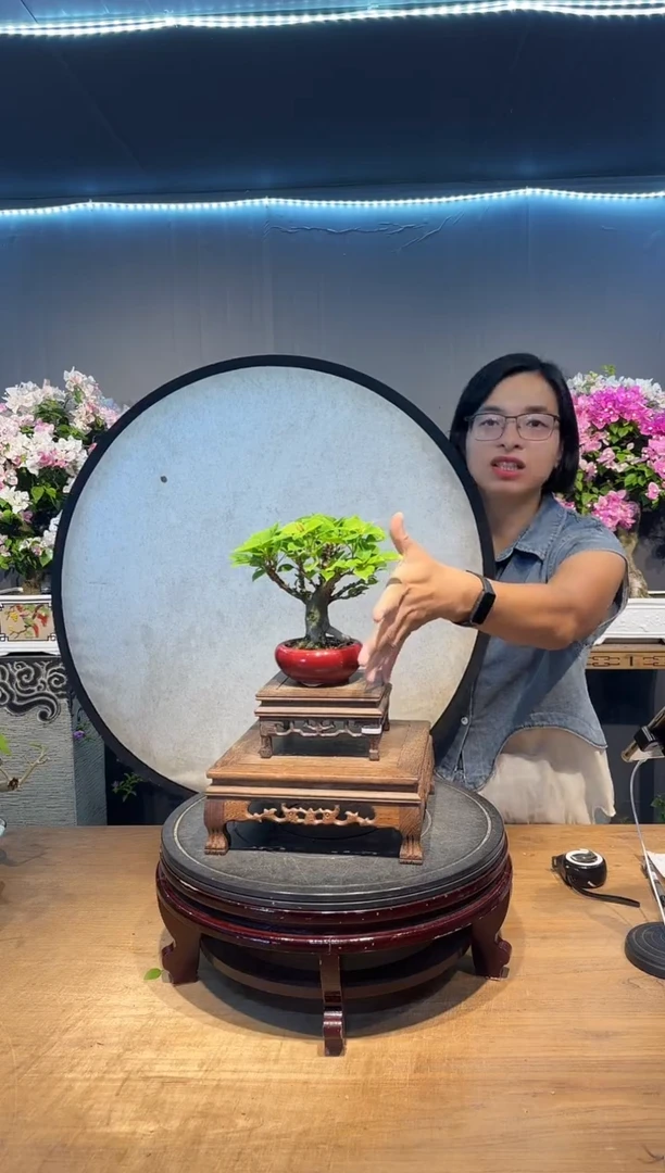 鲜**汁三角梅小桃红