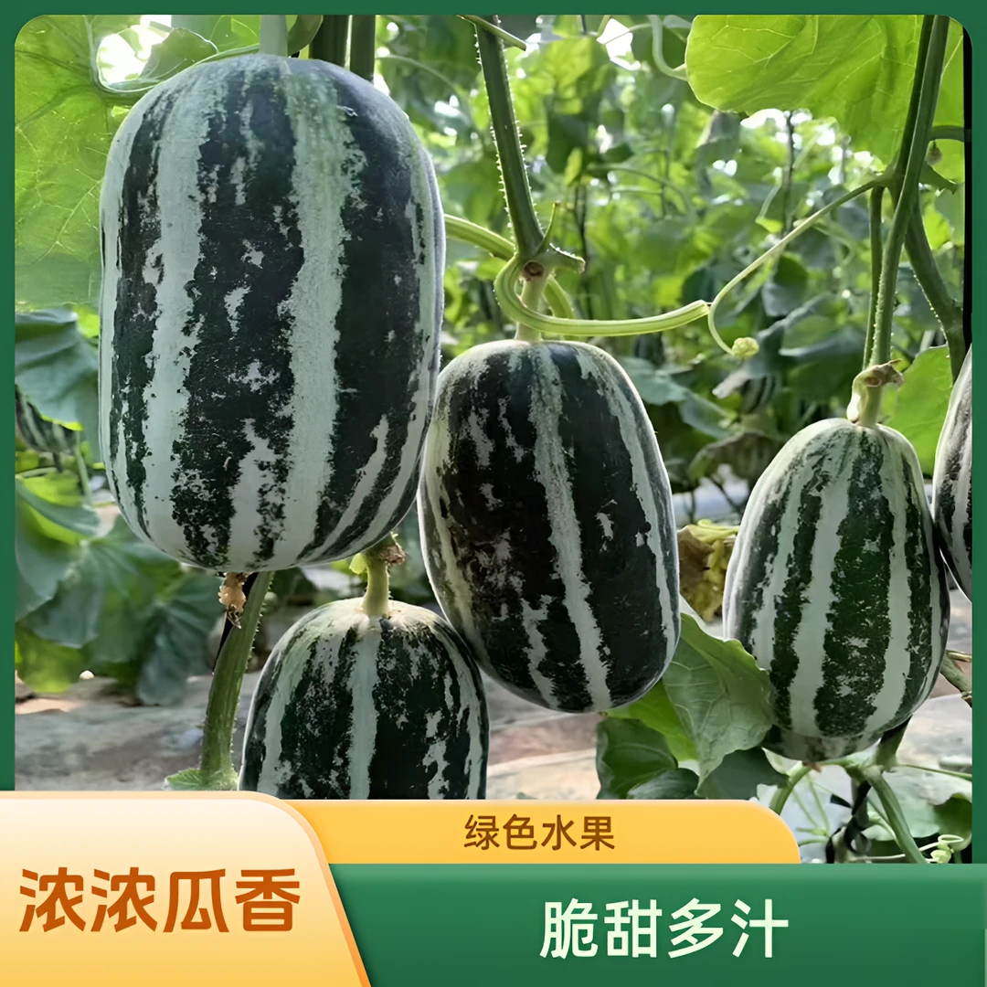 江山仙果正宗头茬博洋9号甜瓜新鲜水果应季现摘香瓜 蜜瓜羊角蜜瓜
