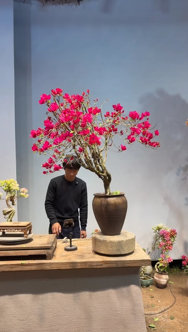 以实际为准三角梅29