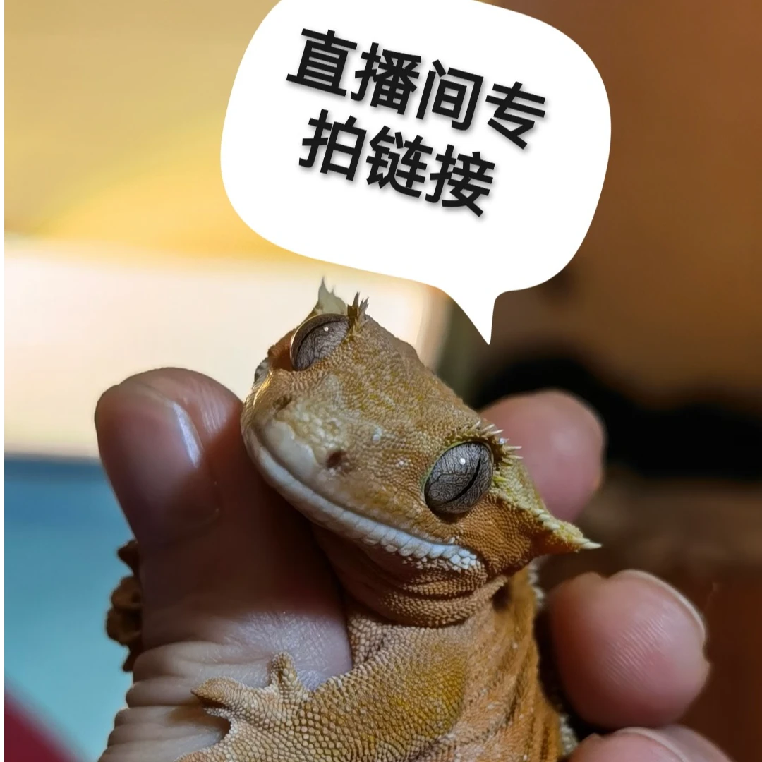 活体爬宠懒人宠物睫角守宫盖勾亚守宫直播款