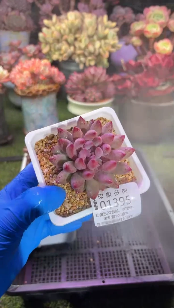 【闪购商品】01395