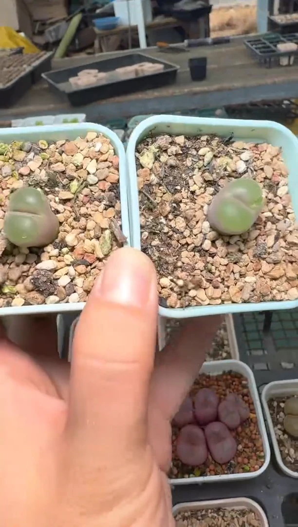 11-143多肉植物肉锥
