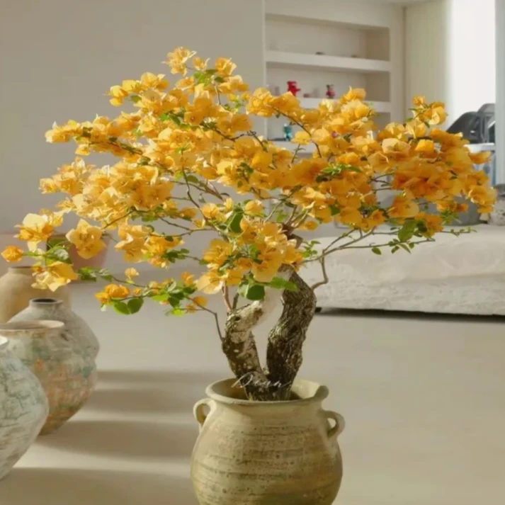 金色光辉 三角梅 不带花 不带盆