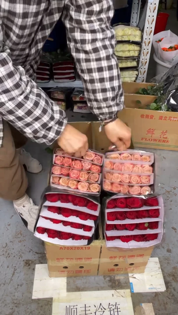 高原红20枝+卡布20枝