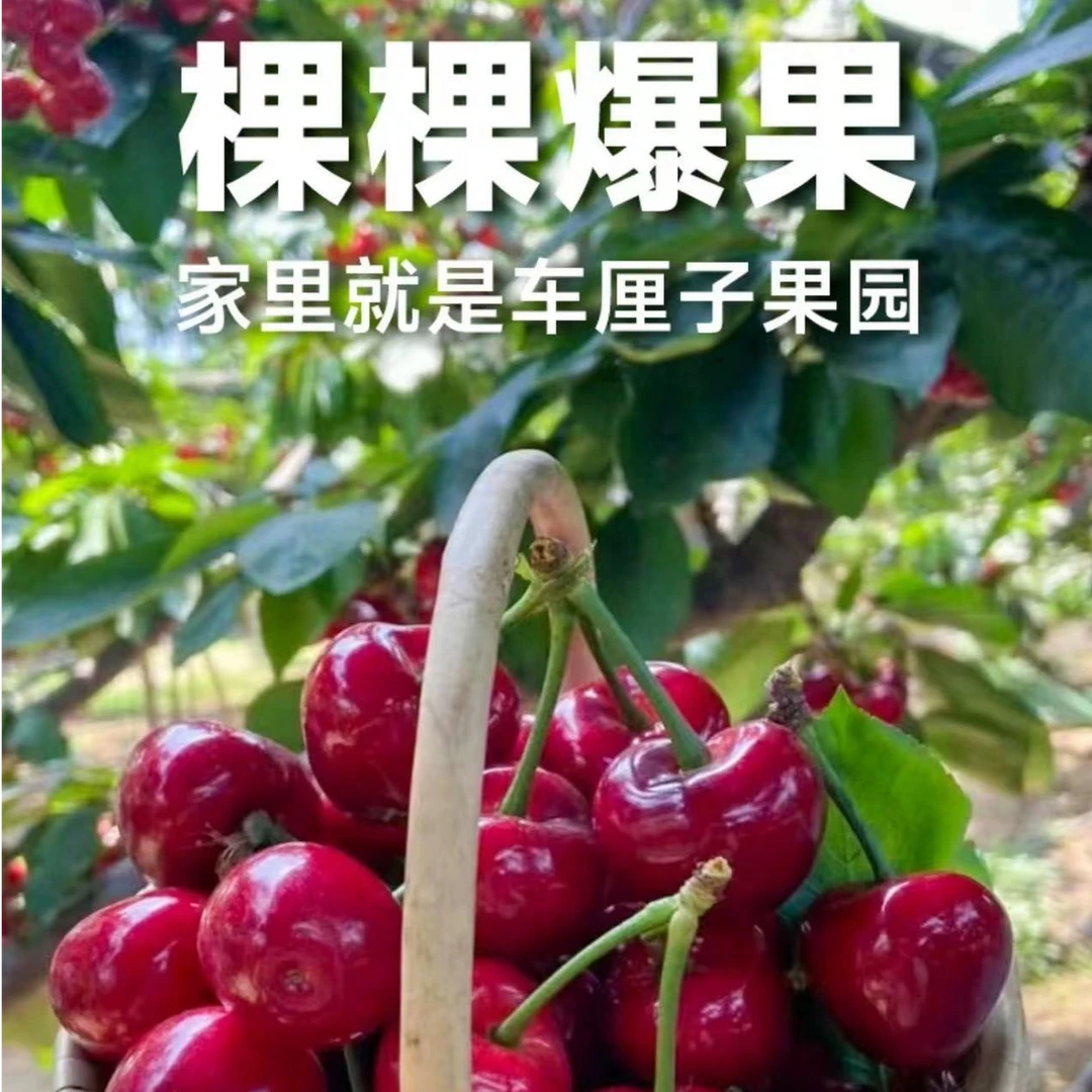 1南北方种植车厘子果树苗大樱桃果树苗南矮化盆栽庭院果树