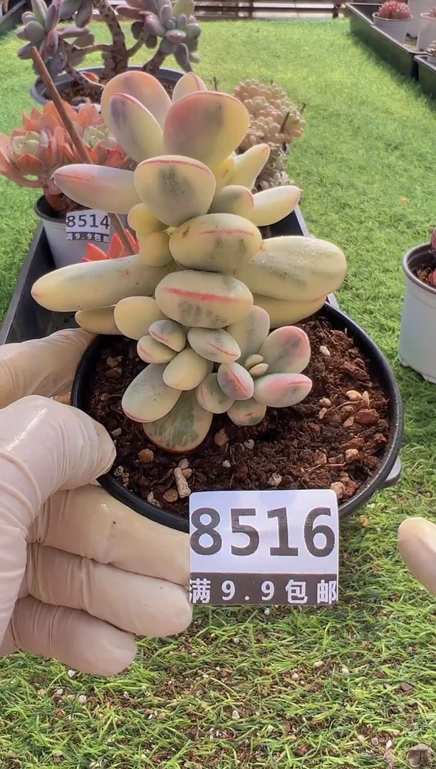 【闪购商品】信福多肉一物一拍