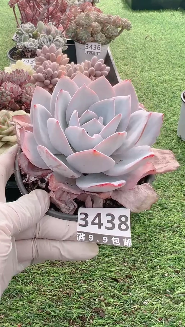 【闪购商品】信福多肉一物一拍