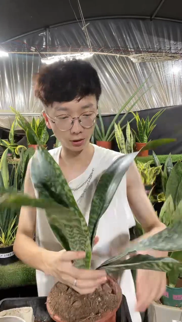 1号嘉宝脱土399.8