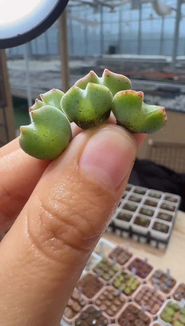 129多肉植物肉锥空蝉一颗