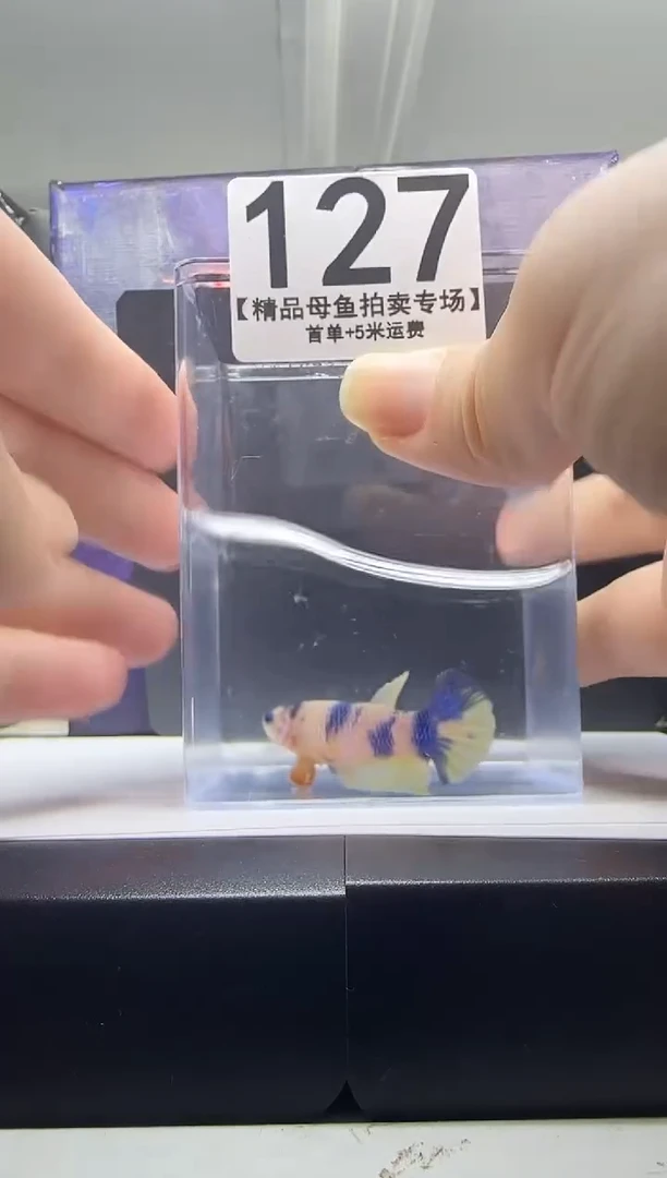 斗鱼母鱼编号：127