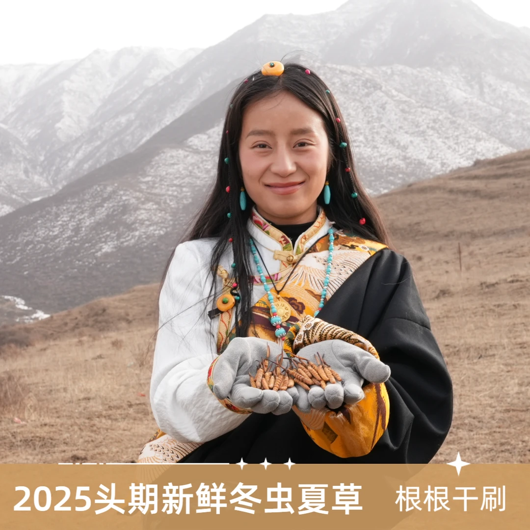 【拉姆专属】1.3-1.5克/根 100根  2025新鲜冬虫夏草滋补送礼食用
