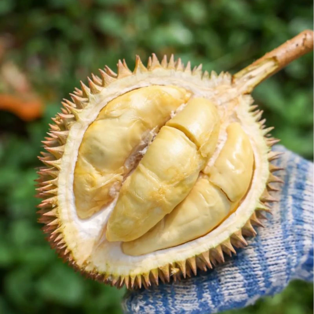 金风D198马来西亚树上全熟榴莲榴莲皇后液氮锁鲜顺丰冷链