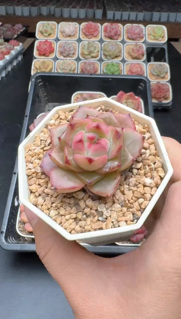 【闪购商品】497B物拍多肉带盆土6.5杯拍3颗包柚