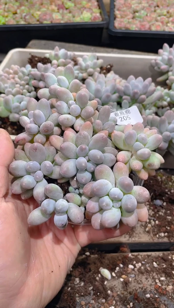 205汤圆      量拍