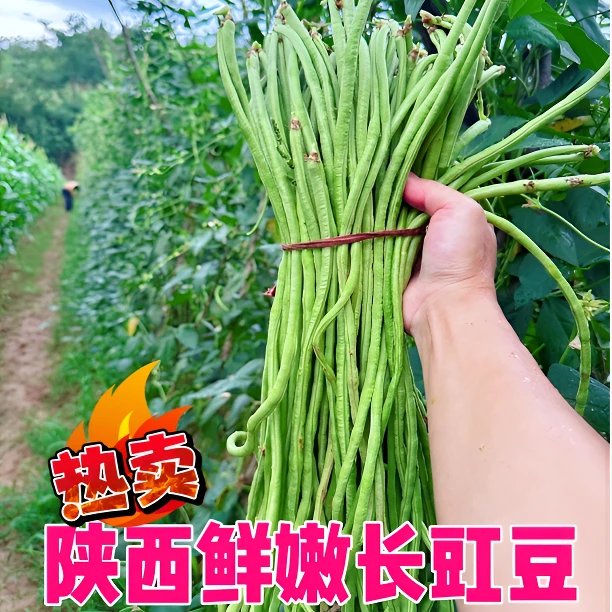 陕西长豆角豇豆鲜嫩长豇豆蔬菜当天现摘青豆角可腌制酸豆角批发