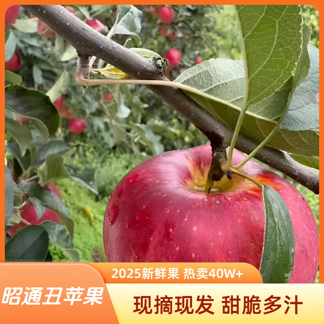 云南昭通早熟富士丑苹果新鲜现摘脆甜多汁水果