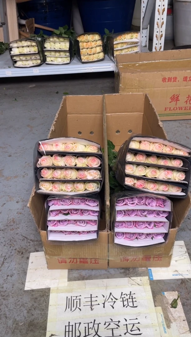 海洋之歌20枝+小白兔20枝