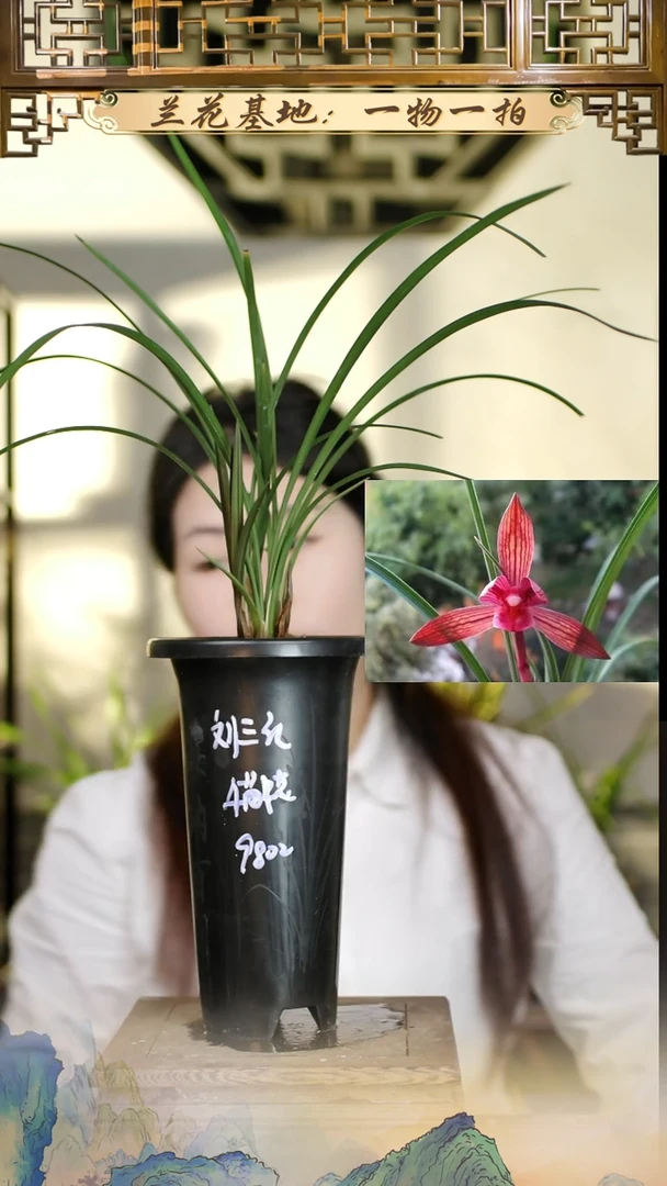 全部花苞刘三红4苗带花苞