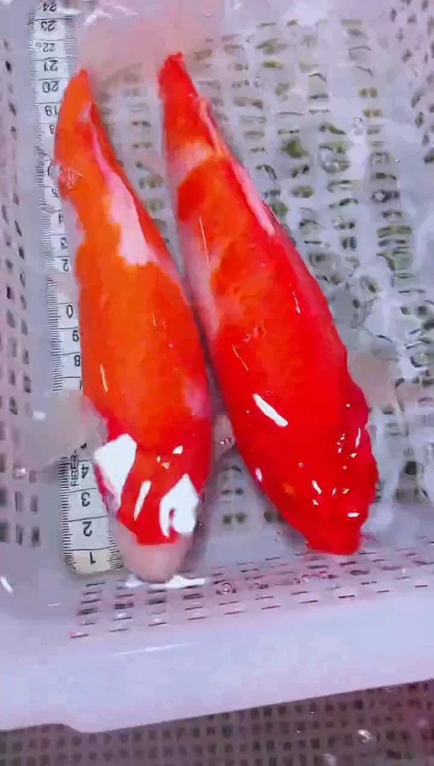 锦鲤血统锦鲤全场包邮72