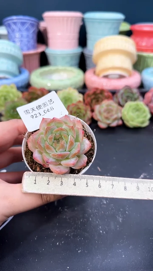 923-068青山（冠幅5cm）