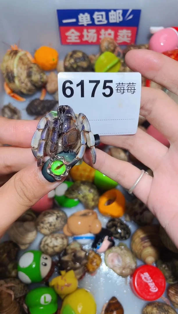 寄居蟹陌派甄选寄居蟹6175