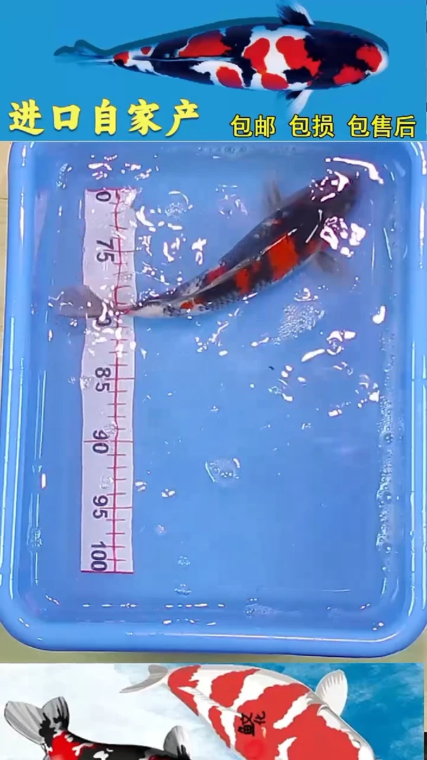 锦鲤2025/12 /28悦鲤阁甄选锦鲤--84