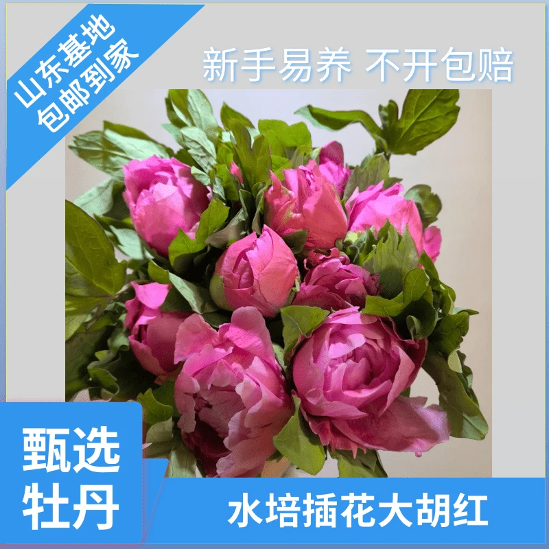 甄选【大胡红】牡丹鲜切花绣球一样的水培插花菏泽基地鲜切现发