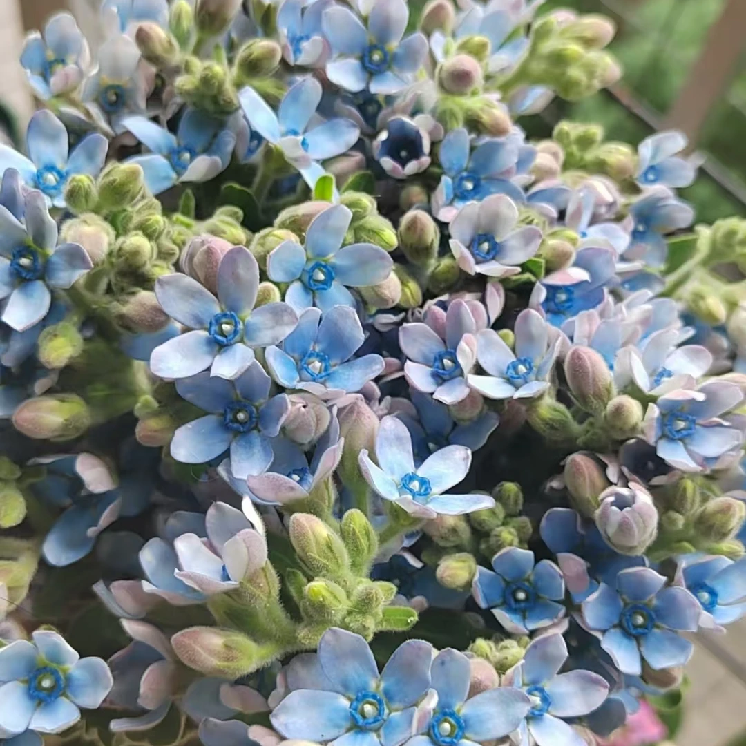 【次日达-蓝星花1扎】家居生活鲜花全场任意两单顺丰包邮送货上门今天下单明天到基地转发现采现发售后无忧